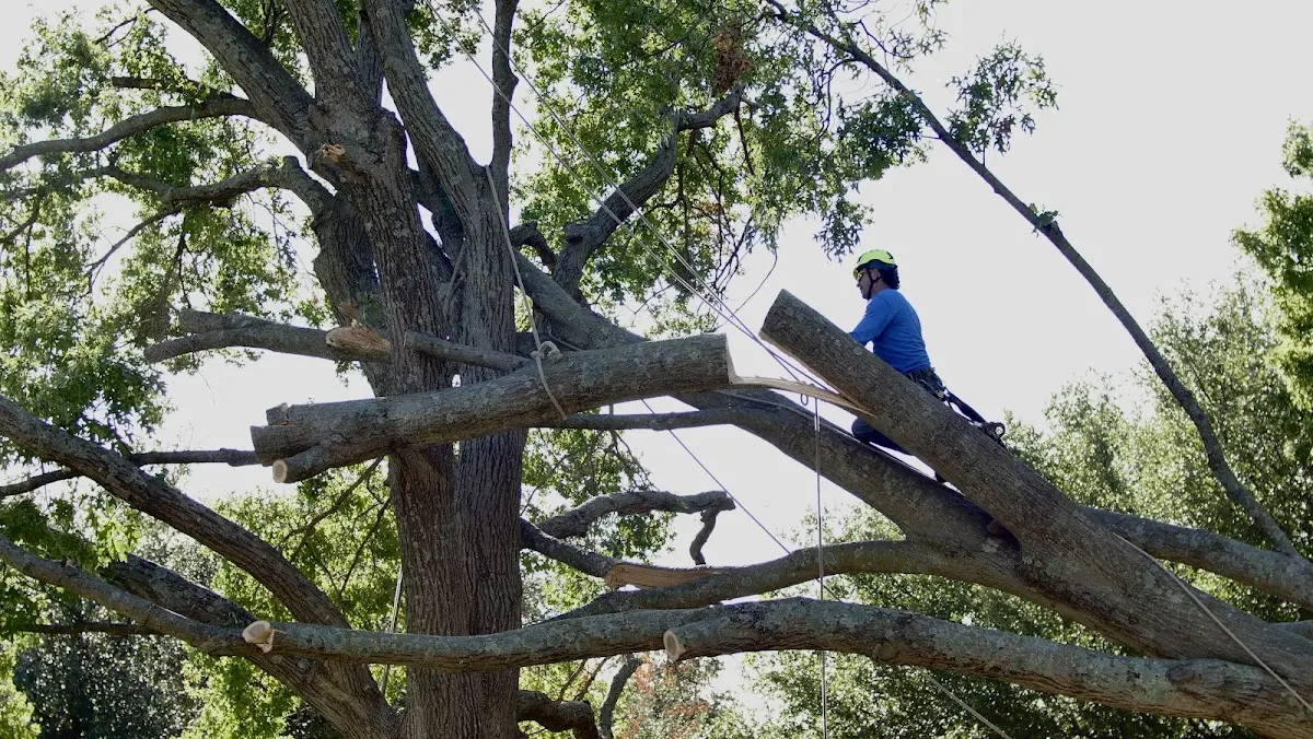 Professional Hazardous Tree Removal performed by certified arborists in Gravette
