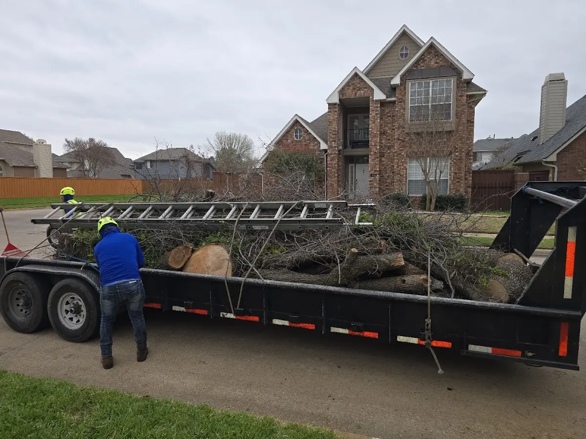 Expert Deadwooding with proper safety equipment in Gravette